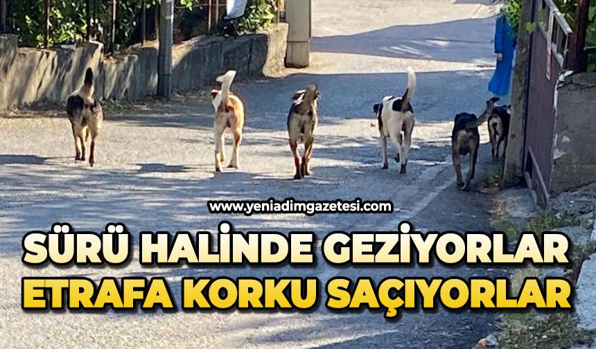 Mahallede sürü halinde geziyorlar: Etrafa korku saçıyorlar