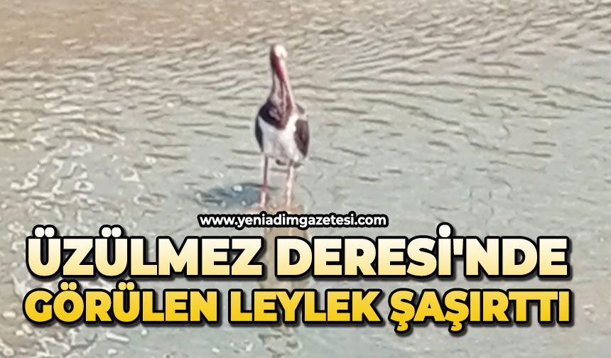 Üzülmez Deresi'nde görülen leylek şaşırttı