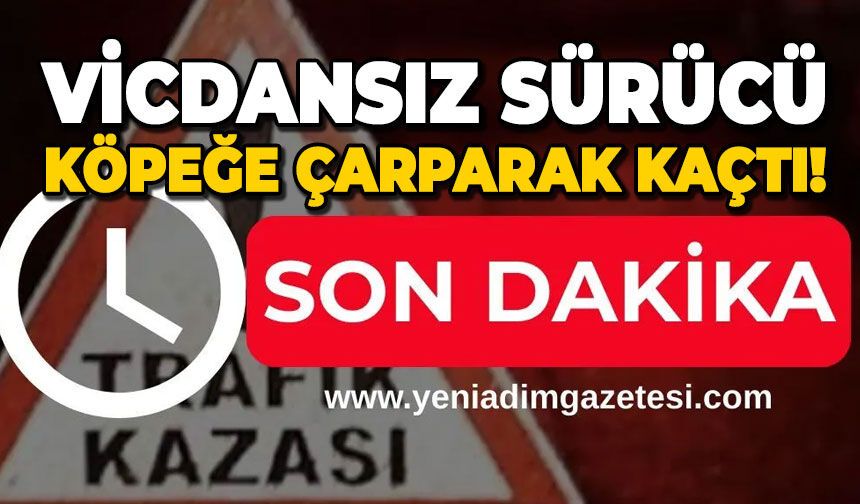 Vicdansız sürücü köpeğe çarparak kaçtı!