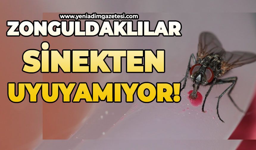 Zonguldaklılar sinekten uyuyamıyor!