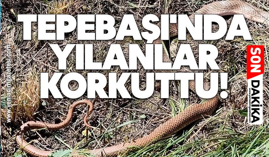Tepebaşı'nda yılanlar korkuttu
