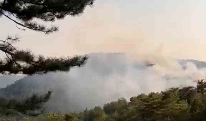 Bolu'da orman yangını
