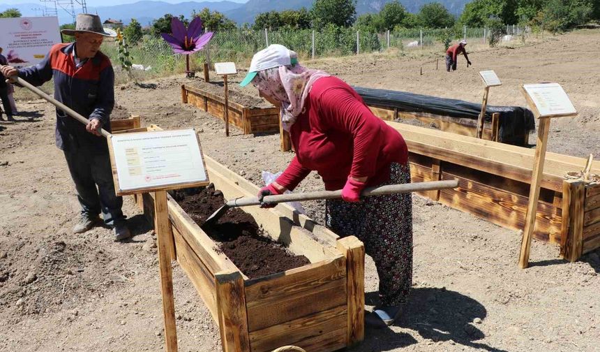 'Dünyanın en pahalı baharatı' köstebeklerden korunacak