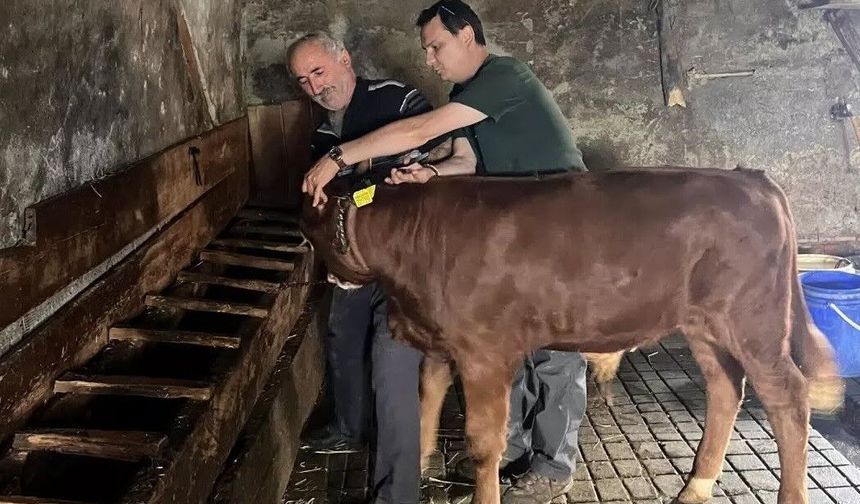 Yaylatepe'de buzağıların küpeleme işlemleri tamamlandı