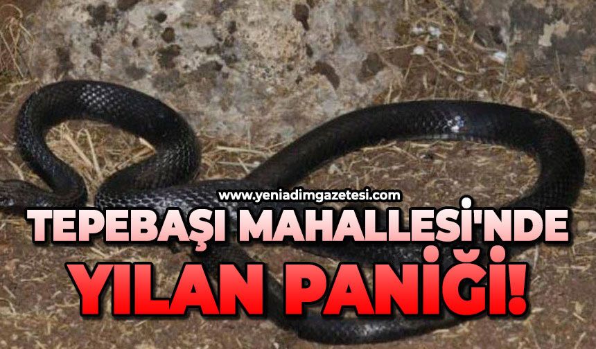 Tepebaşı Mahallesi'nde yılan paniği!