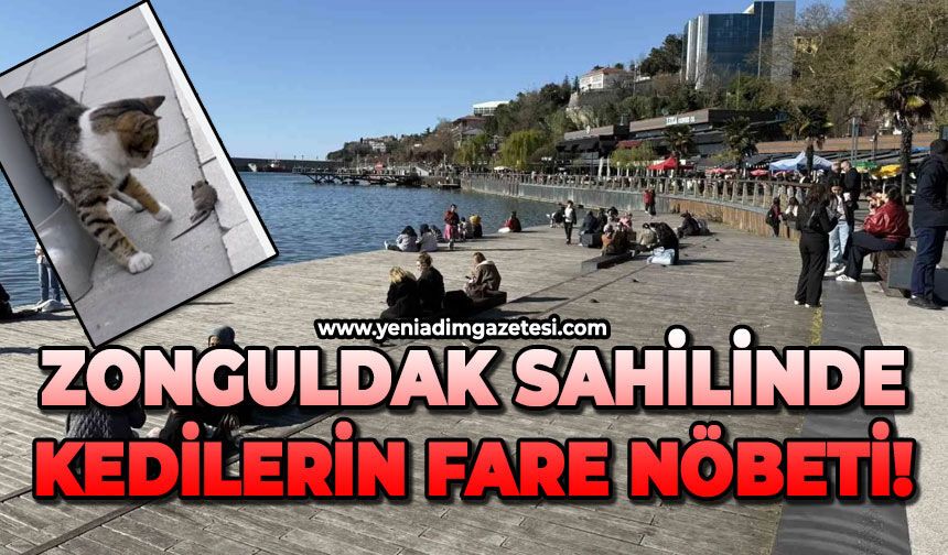 Zonguldak sahilinde kedilerin fare nöbeti!