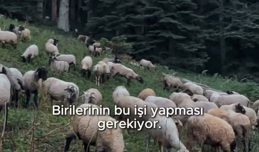 Belediye Başkanı Bozkurt'tan hayvan yetiştiriciliğine destek