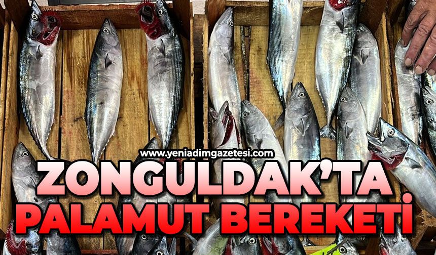 Zonguldak'ta palamut bereketi