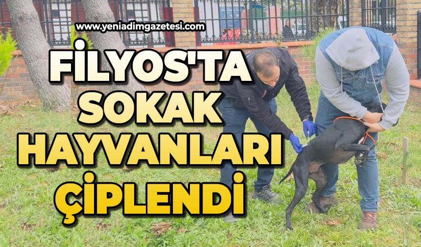 FİLYOS'TA SOKAK HAYVANLARI ÇİPLENDİ