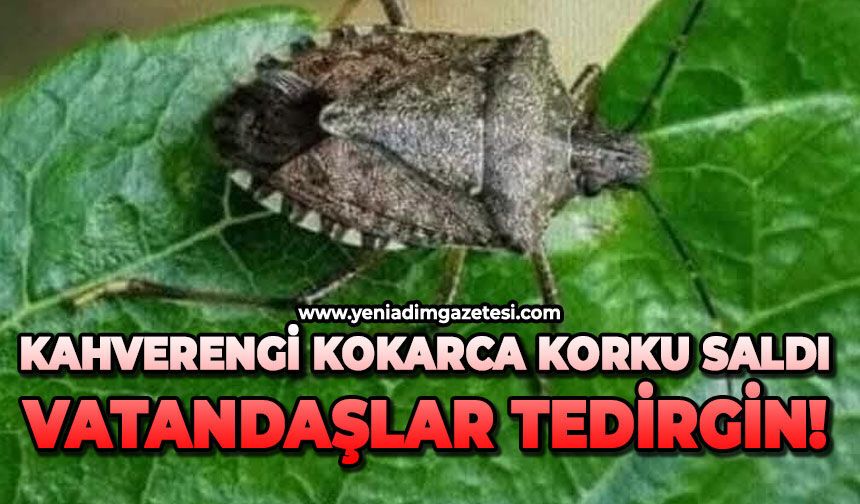 Kahverengi kokarca korku saldı: Vatandaşlar tedirgin!