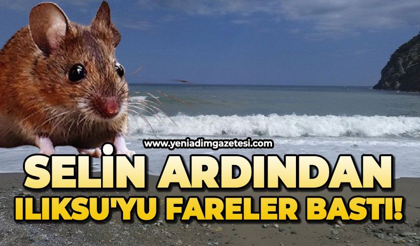 Selin ardından Ilıksu'yu fareler bastı!