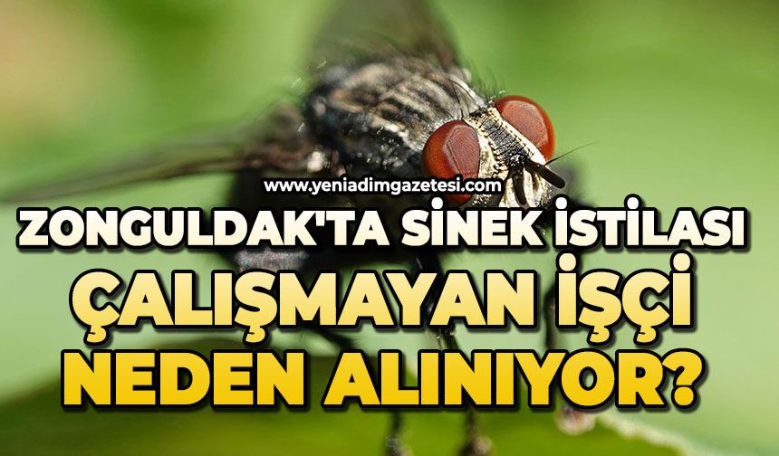 Zonguldak'ta sinek istilası: Çalışmayan işçi neden alınıyor?