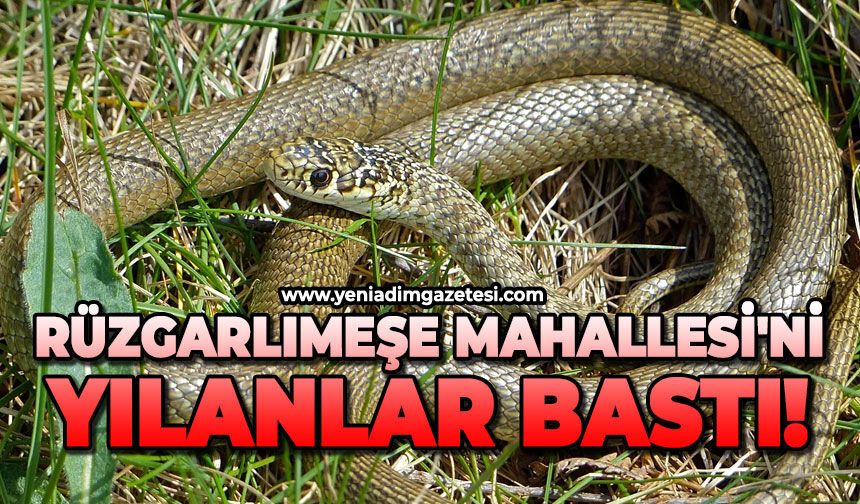 Rüzgarlımeşe Mahallesi'ni yılanlar bastı!