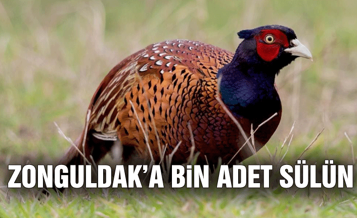 Zonguldak'a kene avı için bin adet sülün