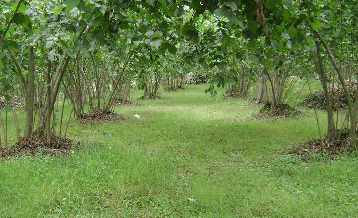 Zonguldak Taşcılar köyünde üzerinde yapılar olan fındık bahçesi icradan satılacak