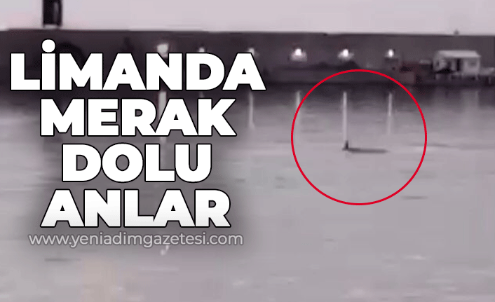 Zonguldak Limanı'nda merak dolu anlar