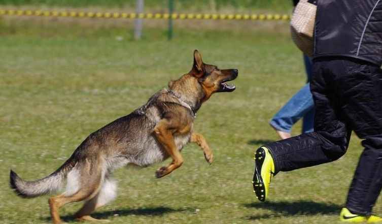 Rüyada köpek tarafından kovalanmak ne anlama gelir?