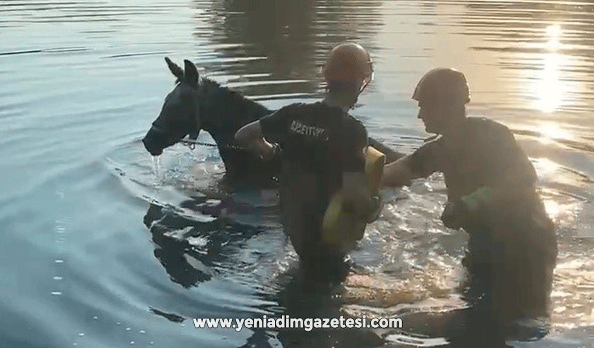 Çaya düşen eşeği itfaiye kurtardı