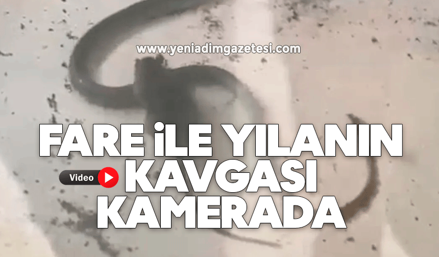 Fare ile yılanın kavgası kamerada