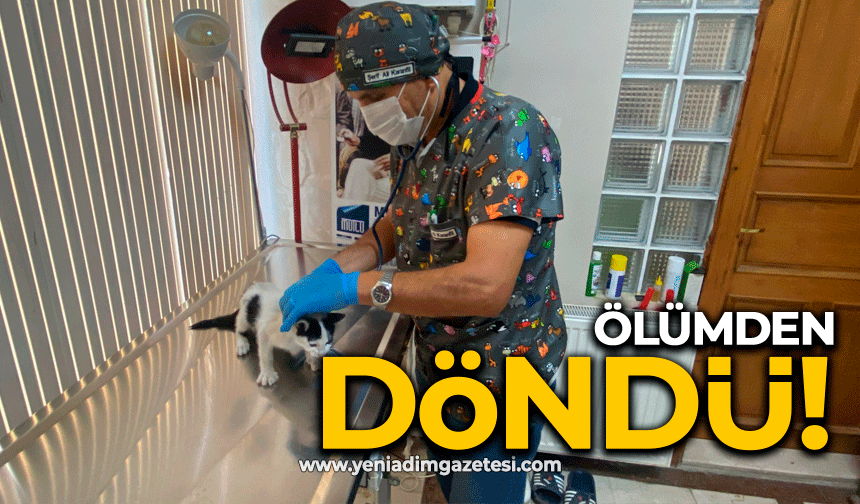 Yavru kedi ölümden döndü: Veteriner hekimden önemli uyarı
