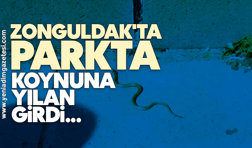 Zonguldak'ta parkta koynuna yılan girdi!