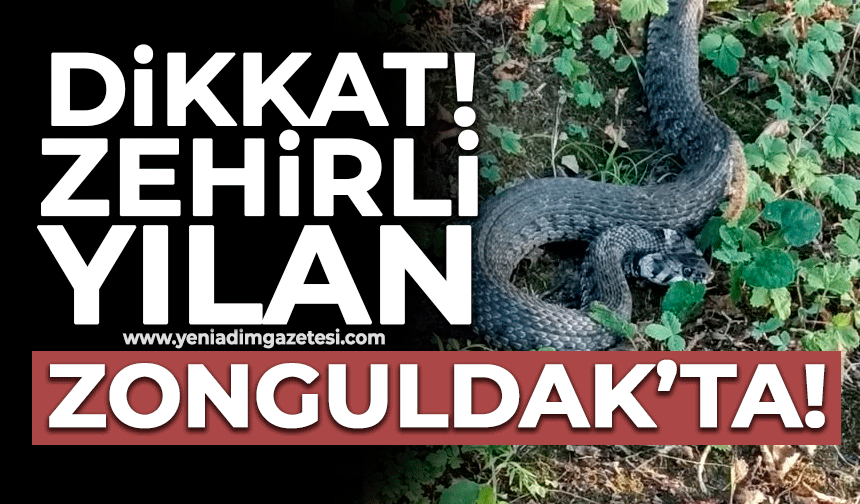 Dikkat: Zehirli yılan Zonguldak’ta!