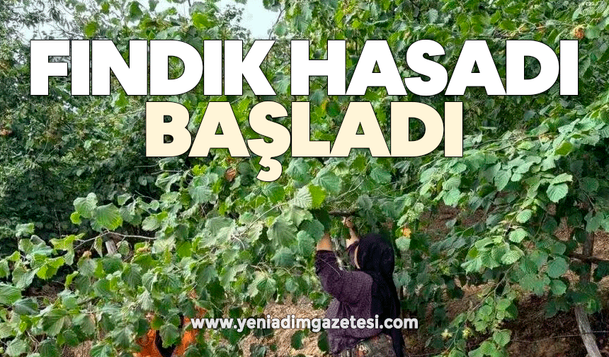 Fındık hasadı başladı