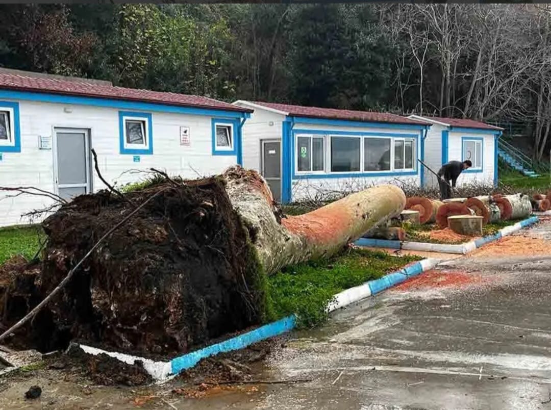 59A48875 A2Bc 47B1 Ae15 579727C5F7Fb