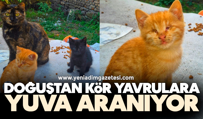 Doğuştan kör yavrulara yuva aranıyor