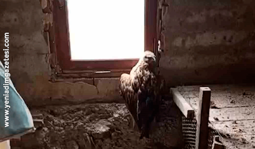 Yaralı şahin koruma altına alındı