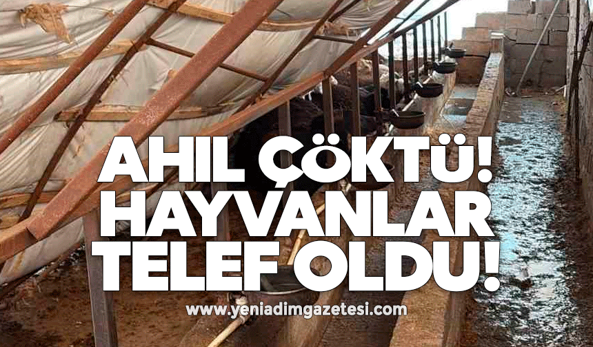 Kar yağışı ahıl çatısını çökertti