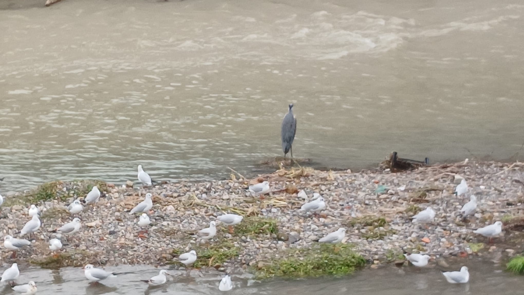 20471F1D Ee83 4590 8189 B31E9F7919F2