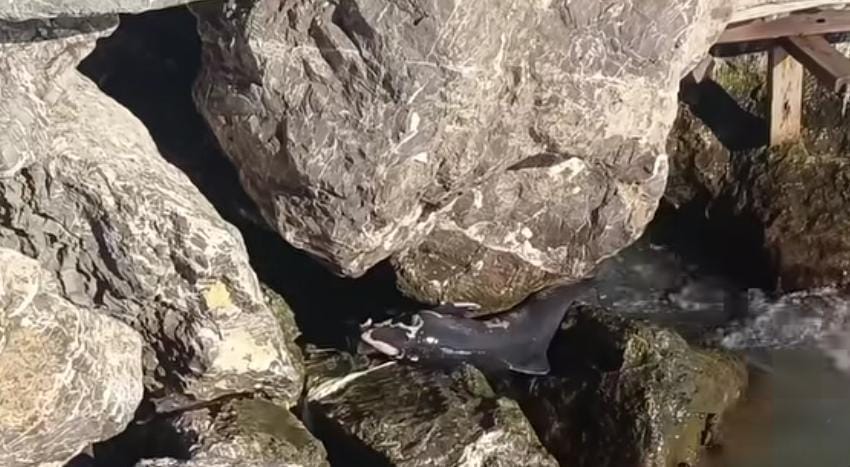 27678A2B 862C 4Ffc A8Ba 67C5D991B00C