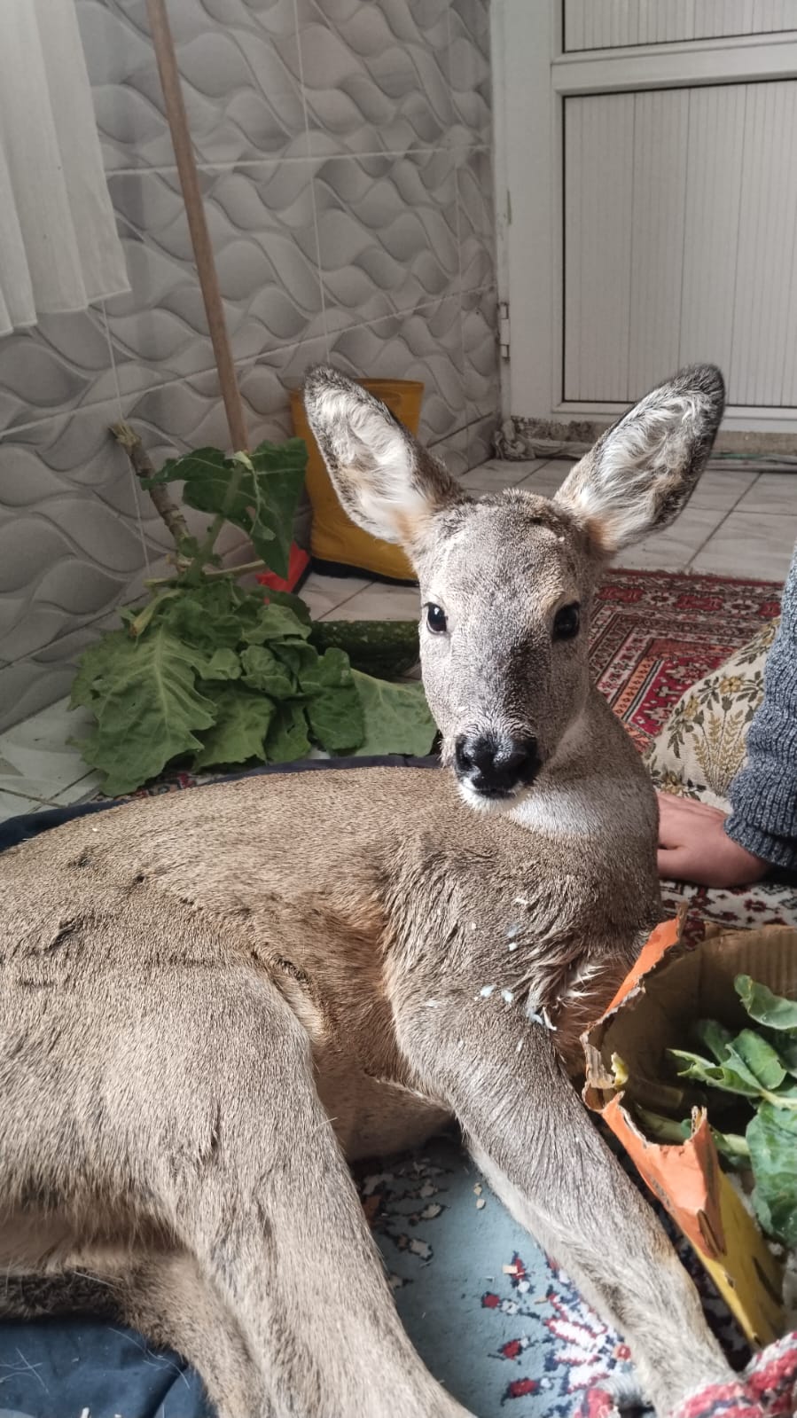 818Fc67E 83C5 4368 8898 Eb1A776Af0F5