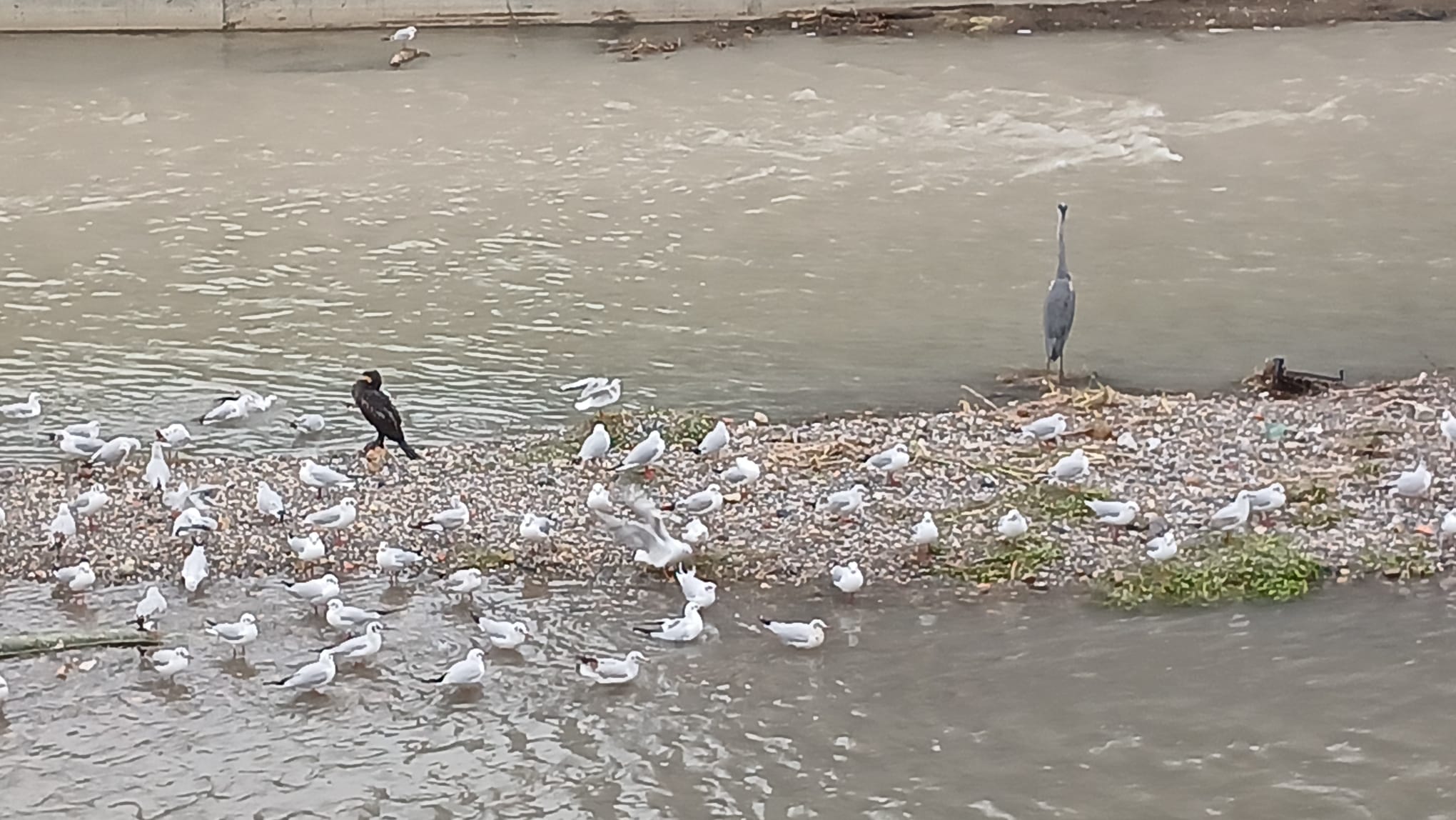 9112A9A7 E231 4C77 8A4C 7B6A7D0Ee2Dd