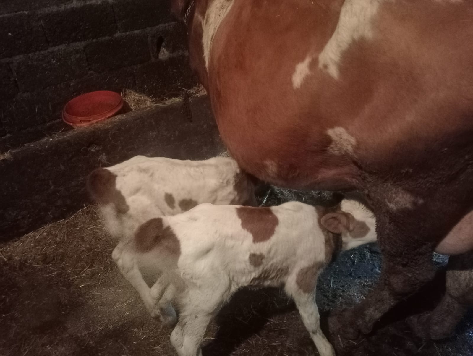 C115020F 2233 4F38 B3Ae F382E9Ce044F