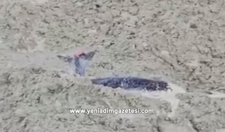 Çamura saplanan karaca için ekipler seferber oldu