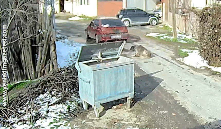 Köpeği ezen sürücü yakalandı