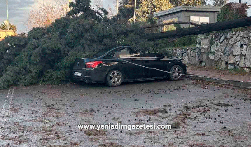 Gebze'de fırtınada iki otomobilin üzerine ağaç devrildi