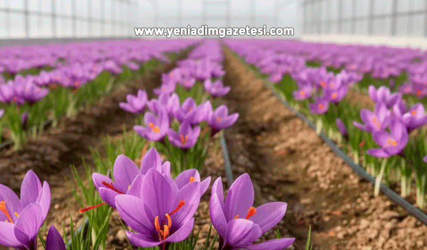 BAKKA destekleriyle safran üretiminde organik üretime geçildi