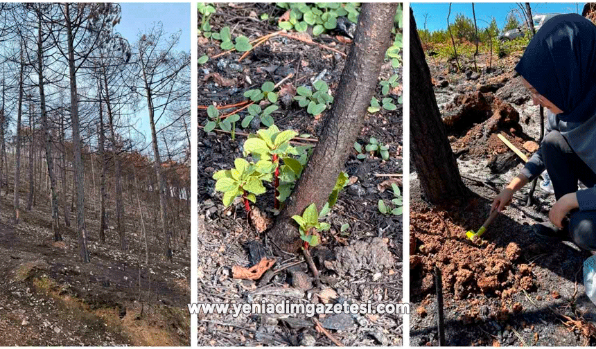 KBÜ yangın sonrası ekolojik süreci araştıracak