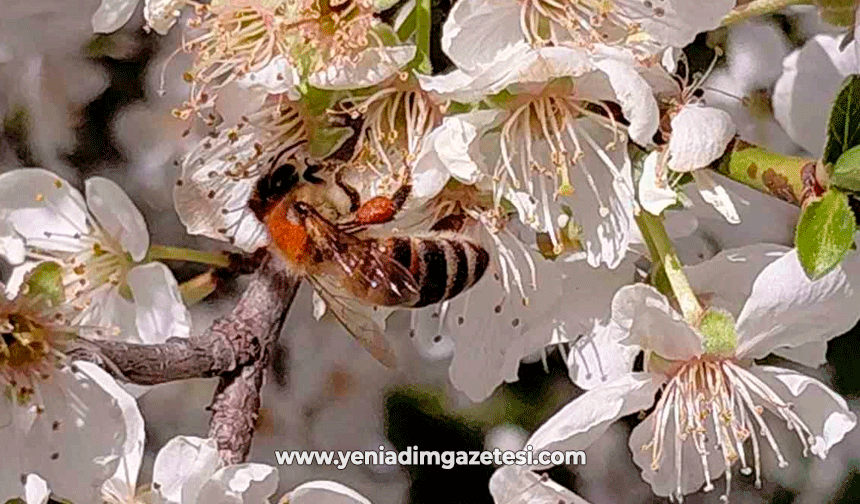 Baharın gelmesiyle arılar harekete geçti
