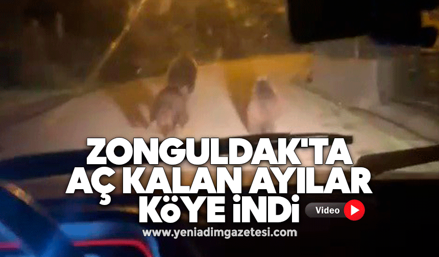 Zonguldak'ta aç kalan ayılar köye indi