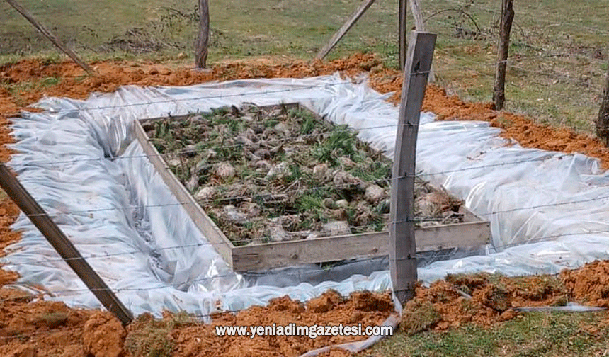 Düzce'de Çam Kese böceğiyle mücadele başladı