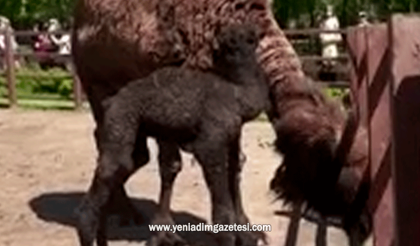 Ormanya'da doğan yavru deve için renkli kutlama