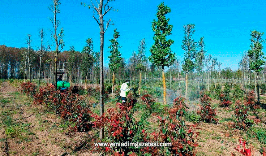 Üretim fidanlığında bitkiler hastalıklara karşı korumaya alındı