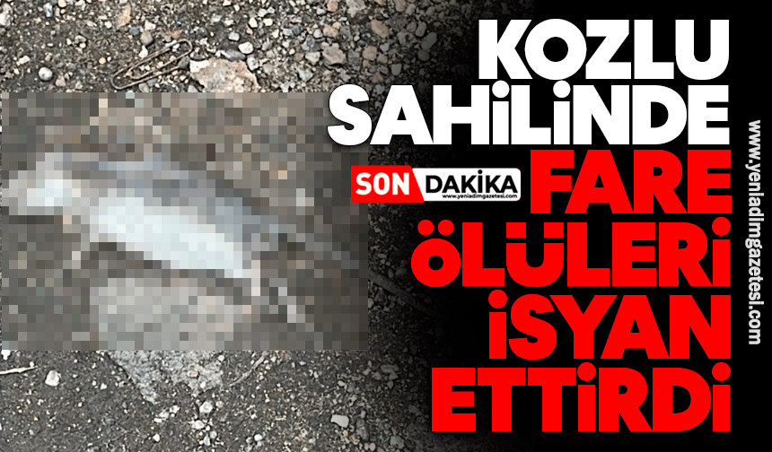 Kozlu sahilinde fare ölüleri isyan ettirdi
