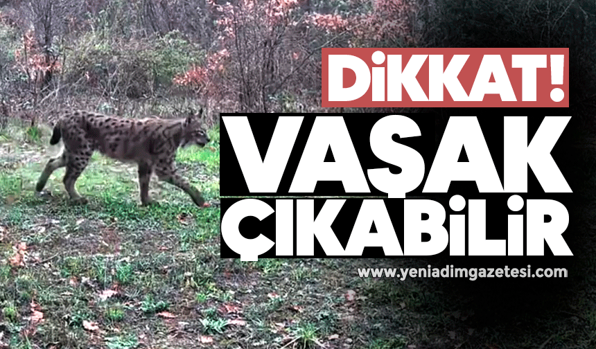 Dikkat! Vaşak çıkabilir...