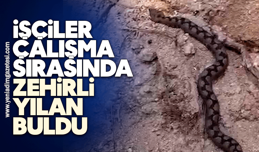 İşçiler çalışma sırasında zehirli yılan buldu