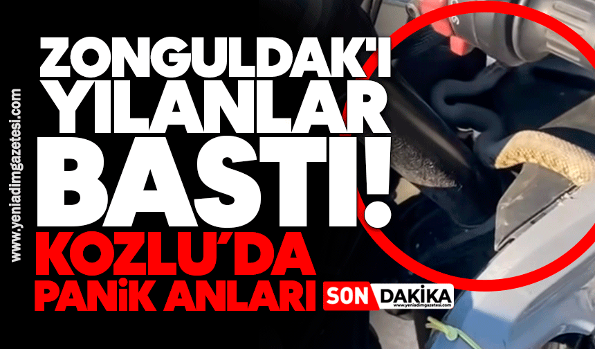 Zonguldak'ı yılanlar bastı!